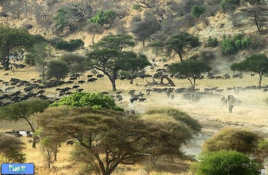 کوچ فیل ها از رودخانه تارانگایر در تانزانیا