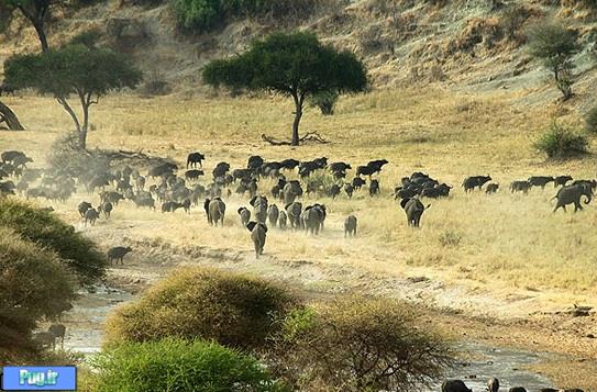 کوچ فیل ها از رودخانه تارانگایر در تانزانیا
