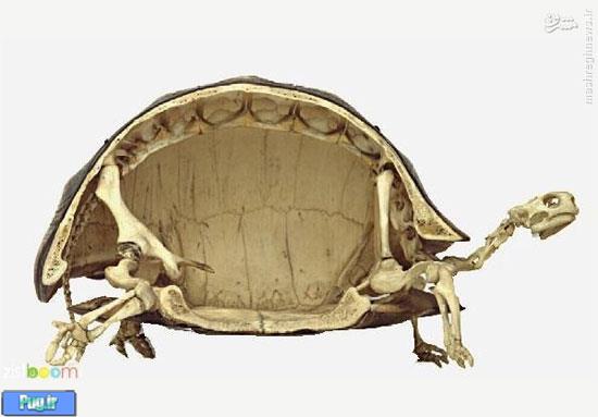 اسکلت لاک‌پشت این شکلی‌ست