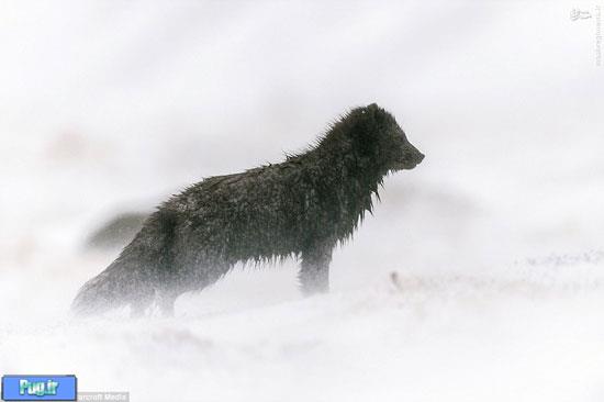 روباه سیاه قطب شمال 