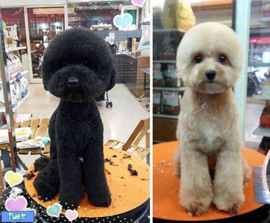 خلاقیت تایوانی در مدل موی حیوانات!
