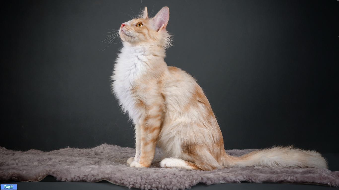 قرص ویتامین گربه vitali cat 
