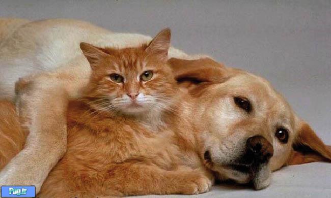 قرص تقویت کننده مفاصل سگ و گربه