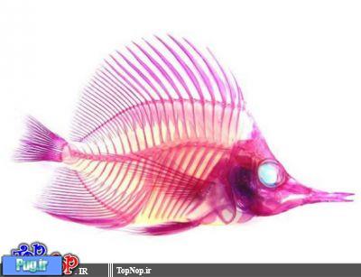 ماهی های تزئینی رنگی و شفاف