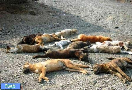 تشکیل پرونده علیه سگ‌کشی با حمایت دادستان استان