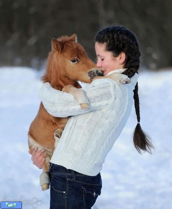 اسب های کوچولوی زیبا و دوست داشتنی