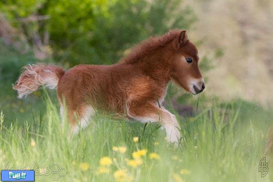 اسب های کوچولوی زیبا و دوست داشتنی