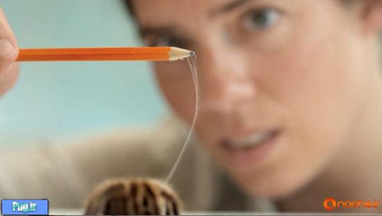 تنیدن موفقیت‌آمیز تار عنکبوت در آزمایشگاه