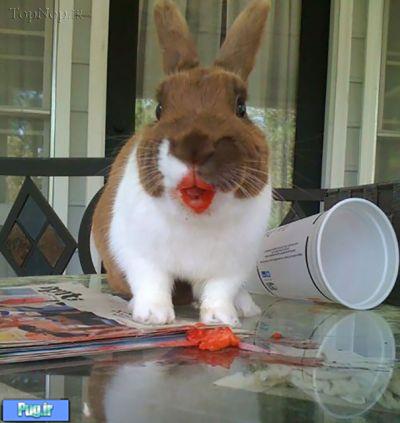 وقتی حیوانات توت فرنگی می خورند !!