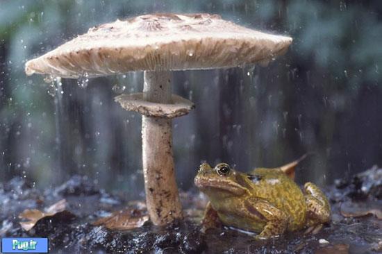 باران، جانوران و چترهایی از جنس طبیعت