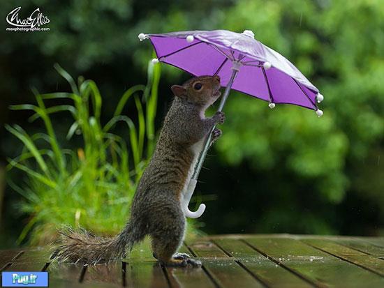 باران، جانوران و چترهایی از جنس طبیعت