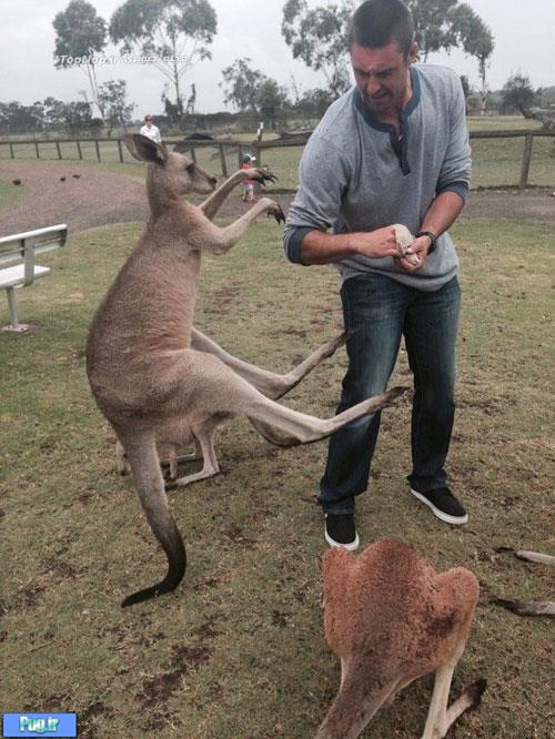 حیات وحش صمیمی با انسان در استرالیا