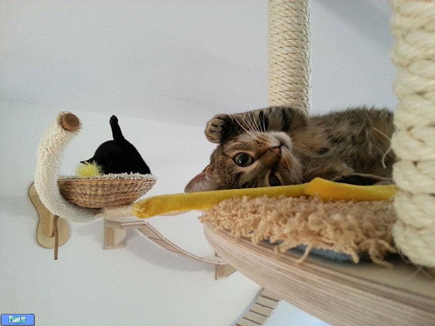 راه های جذاب کردن خانه برای بچه گربه ها