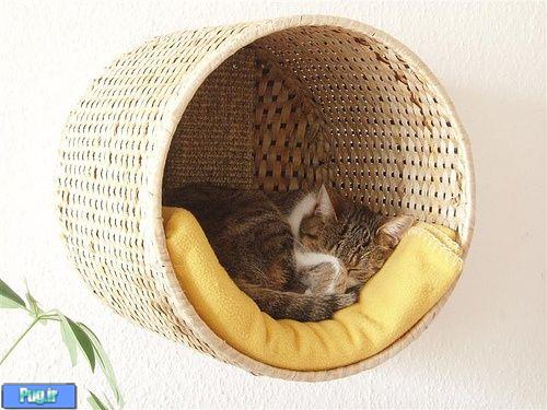 راه های جذاب کردن خانه برای بچه گربه ها