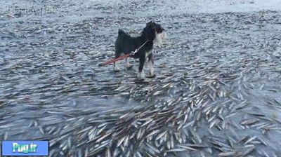انجماد دسته جمعی ماهی ها