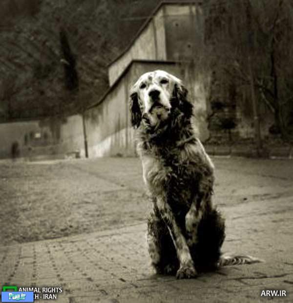 مجوزی برای اتلاف سگ‌های بدون صاحب صادر نشده است