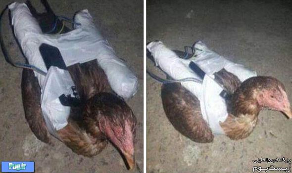 مرغ‌های انتحاری
