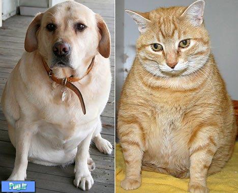 پنج مورد از شایع ترین عوارض اضافه وزن در سگ ها و گربه ها