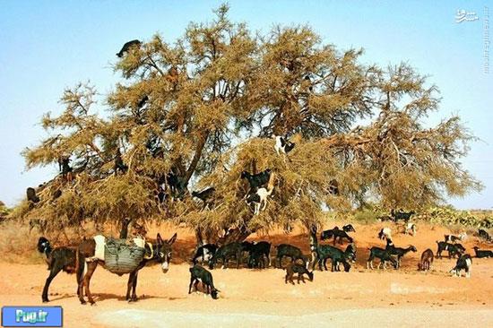 بز درختی در مراکش! 