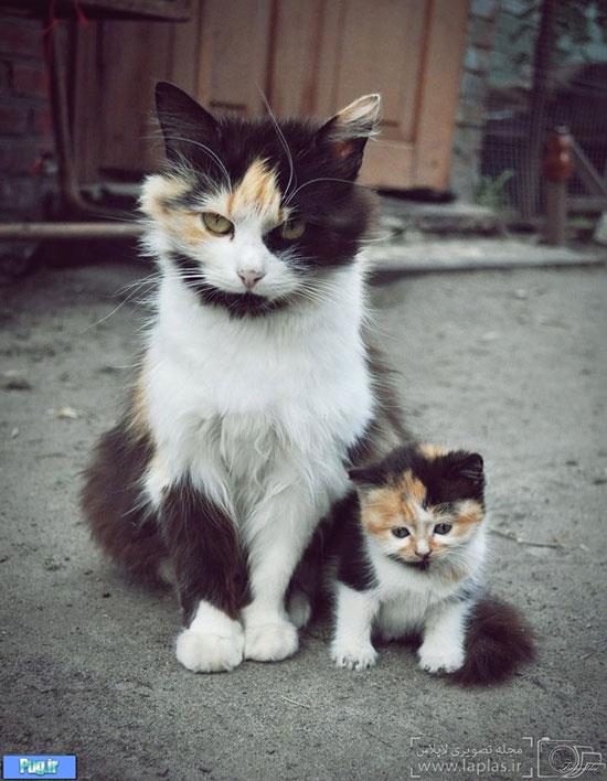 مادرانه ای از جنس گربه ها!