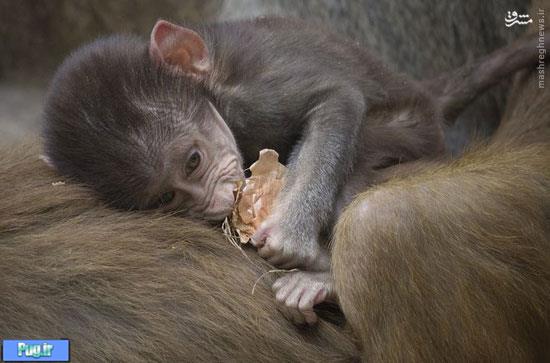 تصاویر بامزه از حیوانات در نوزادی