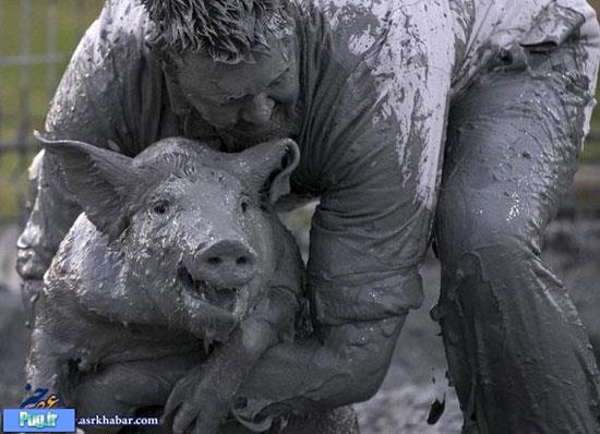 فستیوال کُشتی با خوک در کانادا! +عکس
