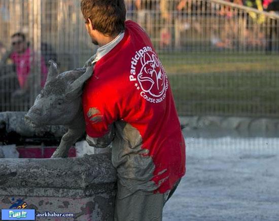 فستیوال کُشتی با خوک در کانادا! +عکس
