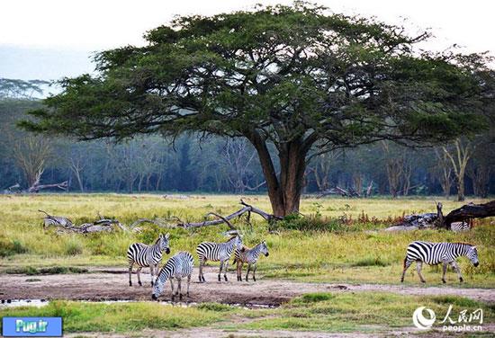 ورود به جهان جانوران کنیا