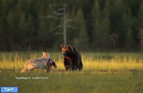 عکاسی از دوستی نادر بین گرگ و خرس 
