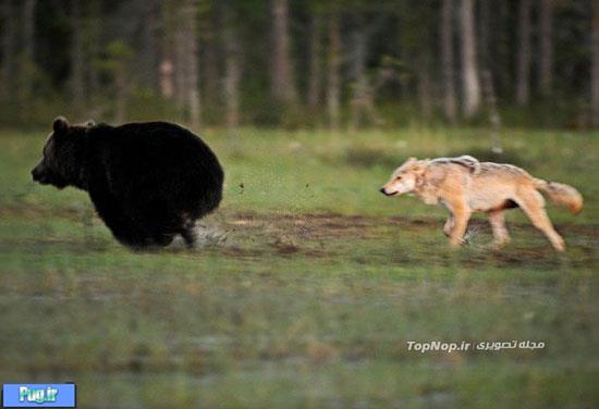 عکاسی از دوستی نادر بین گرگ و خرس 