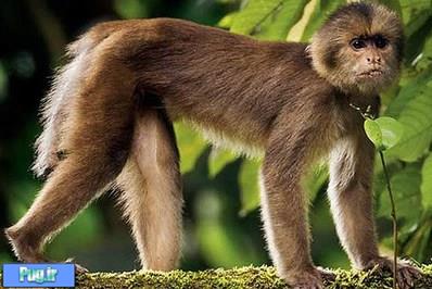 دیدنی ترین میمون های جنگل های آمازون