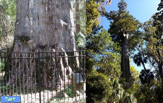 تنومندترین درخت های جهان در یکجا +عکس