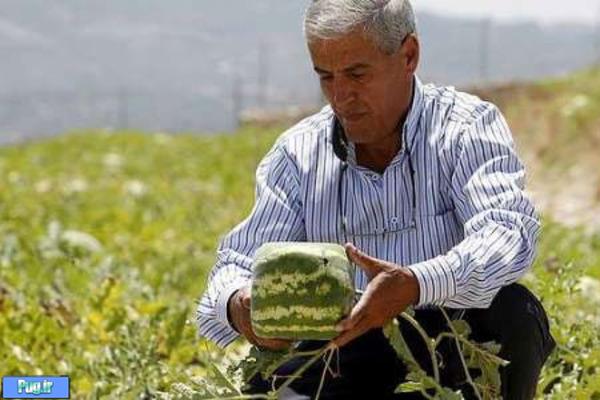 ابتکار کشاورز لبنانی در کشت هندوانه (+عکس)