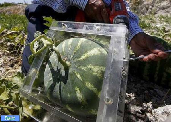 ابتکار کشاورز لبنانی در کشت هندوانه (+عکس)