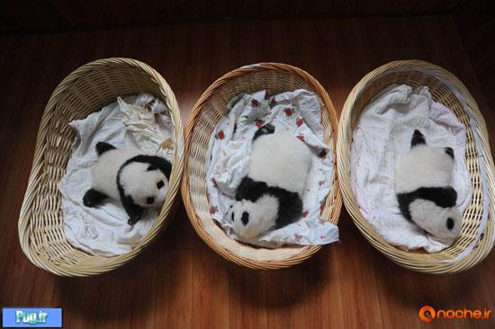 رونمایی از 10 نوزاد پاندا در چین! +عکس