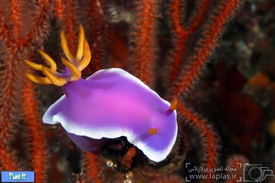 موجودات زیبا و عجیب دریایی