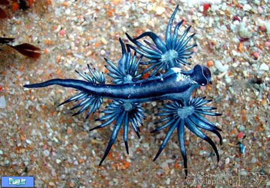 موجودات زیبا و عجیب دریایی
