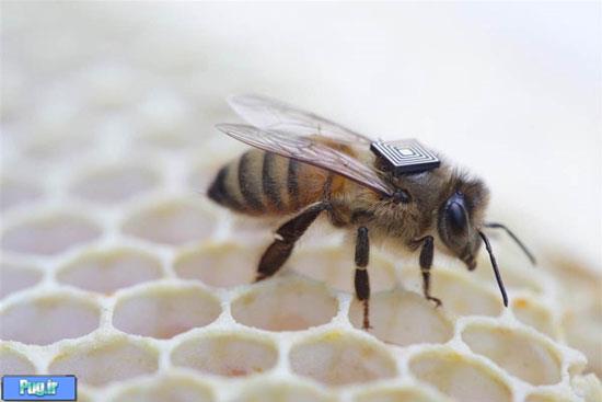 کوله پشتی برای زنبورهای عسل! +عکس