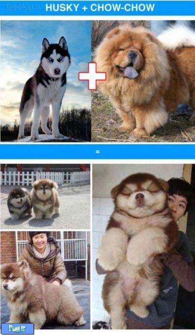 نتایج ترکیب نژادهای مختلف سگ ها 