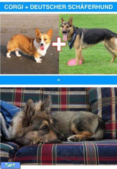 نتایج ترکیب نژادهای مختلف سگ ها 