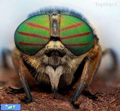 عکس های پرتره از حشرات