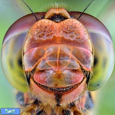 عکس های پرتره از حشرات