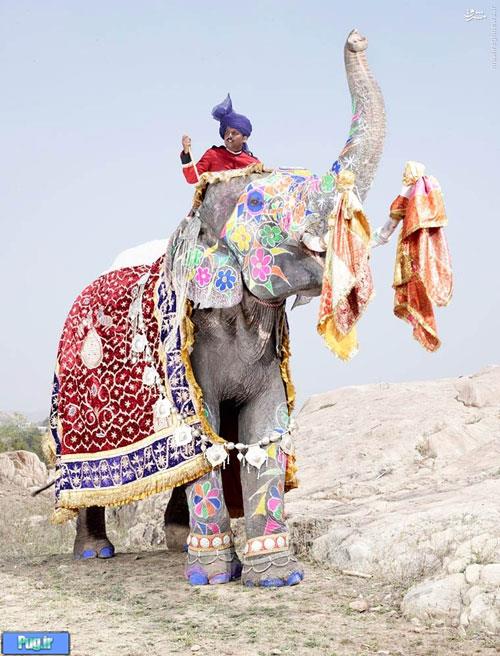 فیل‌های بزَک شده هندو ها +عکس