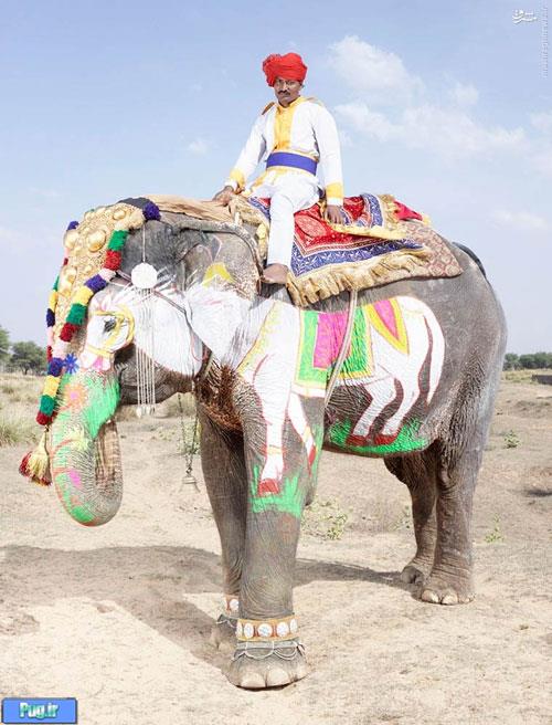 فیل‌های بزَک شده هندو ها +عکس