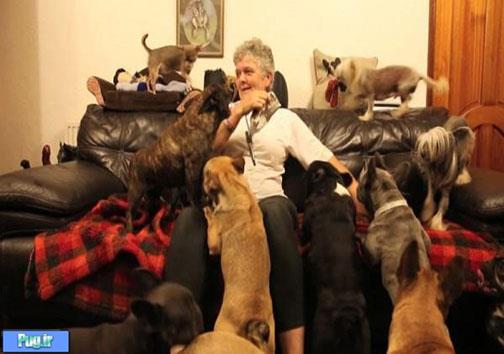 زندگی این زوج با 41 سگ در یک خانه! +عکس