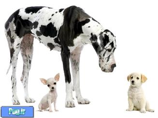 وجود 400 نژاد مختلف سگ در دنیا
