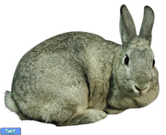 مناسبترین نژاد خرگوش برای حیوان خانگی کدام است؟ 