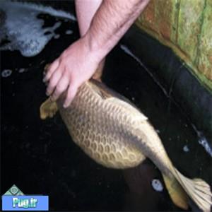 مشکلات کلیوی و دستگاه ادراری در ماهی ها ()