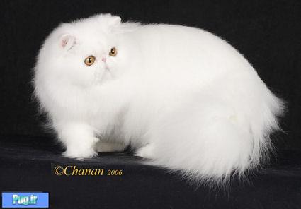 گربه ایرانی 