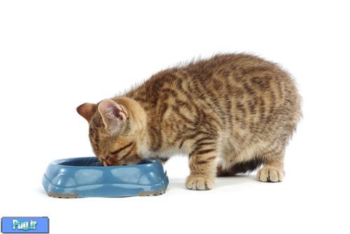اشتباهاتی كه افراد در تغذيه گربه مرتكب مي‌شوند 